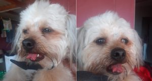 Cachorrinho tem língua cortada em clínica veterinária e proprietária alega acidente