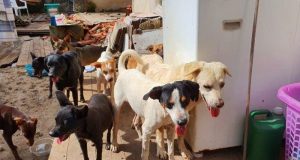 Dona morre e cachorros comem corpo após uma semana sozinhos e sem alimentoUm caso de amor aos animais terminou de forma muito triste em Vargem Grande