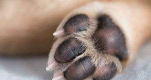 Em Manaus, homem que espancou causando a morte de cachorrinho é indiciadoÉ o primeiro indiciamento por maus-tratos no estado após a mudança na legislação ambiental
