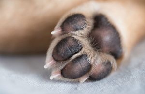 Em Manaus, homem que espancou causando a morte de cachorrinho é indiciadoÉ o primeiro indiciamento por maus-tratos no estado após a mudança na legislação ambiental
