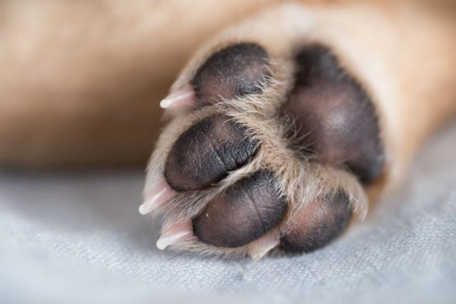 patas-cachorro