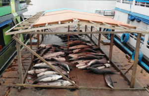 Cinco toneladas de pirarucu no valor de R$ 130 mil confiscado em CoariPeixe grande