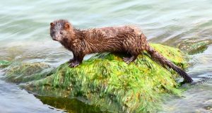 Dinamarca anuncia mutação do coronavírus em animais e contaminação em humanosHumanos contaminados