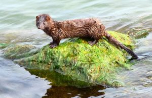 Dinamarca anuncia mutação do coronavírus em animais e contaminação em humanosHumanos contaminados