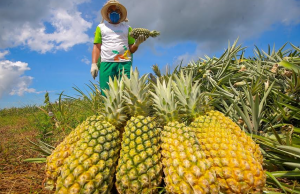 Abacaxi de Novo Remanso agora é patrimônio do Amazonas: “Vitória da comunidade”Doce e rentável