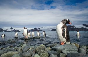 Coronavírus chega à última fronteira da Terra: Antártica!Tomou todos os lugares