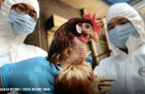 Japão enfrenta surto de Gripe AviáriaMais essa agora