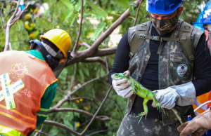 Prosamim retira animais silvestres do Igarapé do 40Meio ambiente