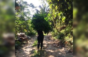 Pesquisa descobre plantas amazônicas com potencial para combater câncerCom potencial citotóxico contra células tumorais de câncer de cólon, gástrico e de fígado