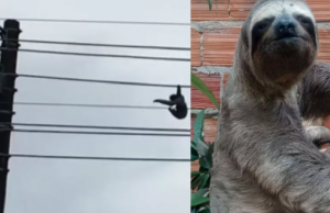 Preguiça se pendura, leva choque e cai de fio elétrico em ManausPerigo