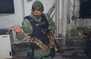 Jiboia de 2,5 metros é encontrada em quintal de residência na CompensaCoisas que acontecem em Manaus