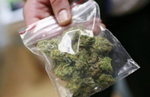 ONG oferece maconha de brinde para quem tomar vacina da CovidPolêmica