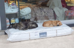 Dono de loja de colchões cria cantinho da soneca para cães de ruaSolidário