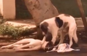 Cãozinho atropelado é socorrido por outro cão que esperou a chegada do resgate