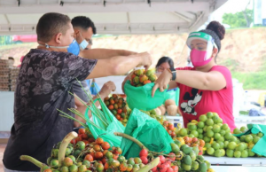 Fevereiro é o mês da maior safra de pupunha no Amazonas!Delícia