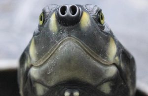 Esposa enfurecida arremessa tracajá na cabeça do marido no Parque Dez!