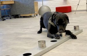 Rússia aprova primeira vacina do mundo contra Covid para animaisPet protegido