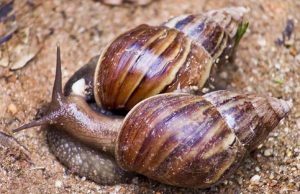 Praga do caramujo africano está de volta a Manaus; aprenda o que fazerCuidado