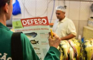 Pirapitinga, mapará, sardinha, pacu, aruanã, matrinxã, caparari e surubim saem do defesoLiberados