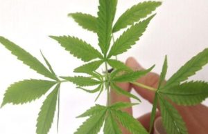 Dominados por cartéis de drogas, mexicanos são liberados para fumar maconhaLei