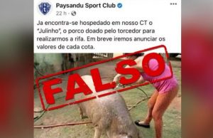 Paysandu desmente rifa de porco em BelémNem Porco nem leitão