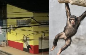 “Chimpanzé do Alvorada” se pendura no fios e furta cabos de internet em Manaus; veja vídeoMalandragem