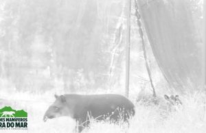 Itimalia: filhotes gêmeos de anta são descobertos pela 1ª vez no BrasilOintew!