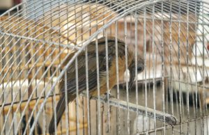 Polícia liberta 15 pássaros silvestres mantidos em cativeiro no JapiimCrime ambiental