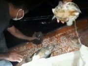 Após resgate, 43 tartarugas são libertas e 4 pessoas detidas por crime ambiental no AM