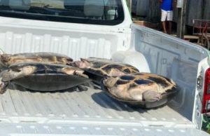 Polícia salva tartarugas porrudas de virarem sarapatel em EirunepéNa ocasião, um homem foi indiciado por crime ambiental