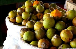 FVS não encontra evidências de associação no consumo de tucumã e o surto de DTA em Manacapuru