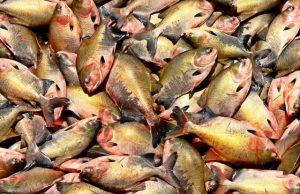 Itacoatiara: sobe para 19 número de pessoas que comeram peixe e pegaram ‘doença da urina preta’Surto