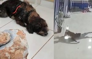 Covardia em Iranduba: homem tenta matar cachorro a pedradasAgressão