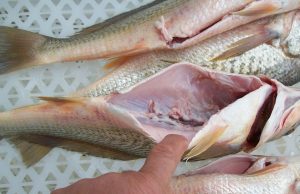 URGENTE: Doença da urina preta é confirmada em Manaus e número de novos casos sobe em ItacoatiaraPreocupação