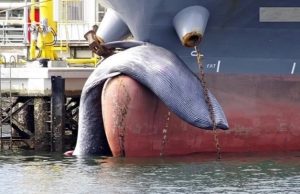 Navio-petroleiro atraca em porto com baleia morta presa à proaTripulação não teve conhecimento da colisão até chegar ao porto de Mizushima, na cidade japonesa de Kurashiki