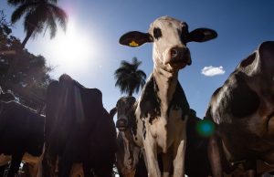 Casos de vaca loca não ameaçam produção de carne no BrasilEconomia