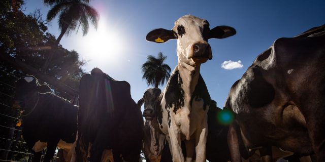 Pecuária leiteira, Gado de leite, Ordenha, Armazenamento de leite