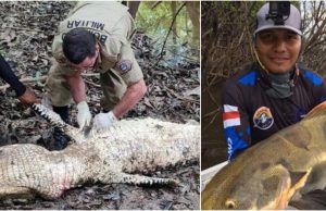 Após ataque de piratas, corpo de pescador é encontrado sendo devorado por jacaré no AM