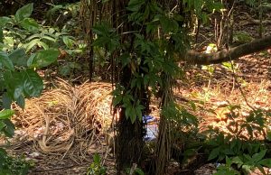 Cadáver é encontrado desovado em área no Dom Pedro