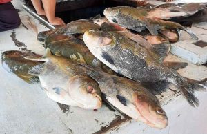 619 quilos de pescado ilegal é apreendido dentro de embarcação em BeruriPescados foram retirados da Reserva de Preservação Ambiental Piagaçu Purus