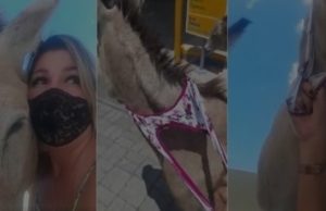 Ativista usa calcinha para resgatar jumentos: “foi a única maneira que encontrei”