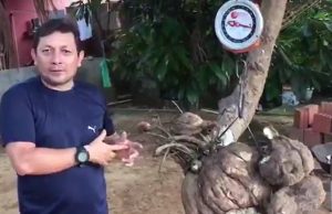 Vídeo: professor colhe batata regional de 58 quilos no quintal de casa no interior do AmazonasGigante