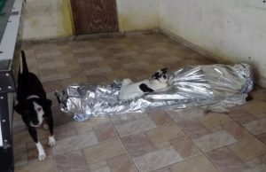 Emocionante: cachorros protegem corpo do dono que morreu gritando de dor à espera do SamuAmigos de verdade