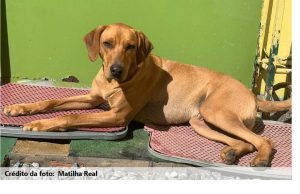 Publicada lei que proíbe sacrifício de animais pelas zoonosesMedida foi publicada hoje no Diário Oficial