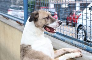 Cães e gatos podem ter vírus da covid-19, mas não transmitem a doençaPesquisa é da Pontifícia Universidade Católica do Paraná