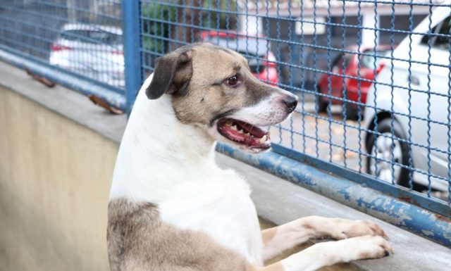 cão