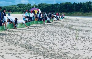 700 mil filhotes de tartaruga são devolvidas à natureza em ItamaratiSobrevivência da espécie