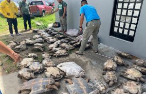 Homem é detido por crime ambiental em Novo AirãoCom o indivíduo foram apreendidas 88 tartarugas e dois tracajás, além de R$ 6 mil em espécie