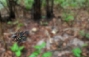 IMAGEM FORTE – Ossada humana é encontrada atrás do Hospital João Lúcio