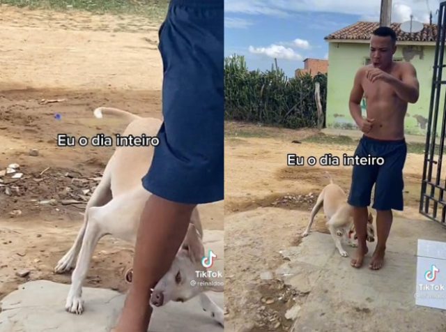 cachorro